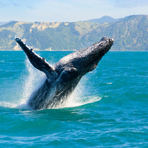 Alaska_Whale Whale in Alaska