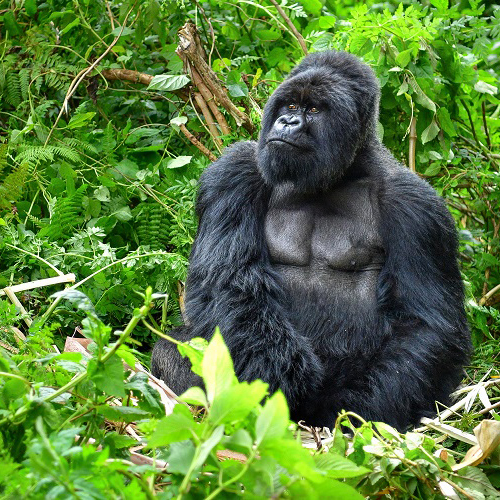 Gorilla_in_Rwanda Experience the wonders of the world