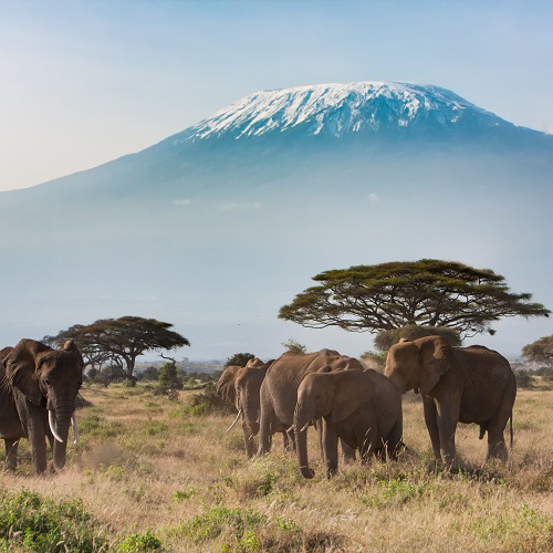 elephants_in_africa Elephants in Africa